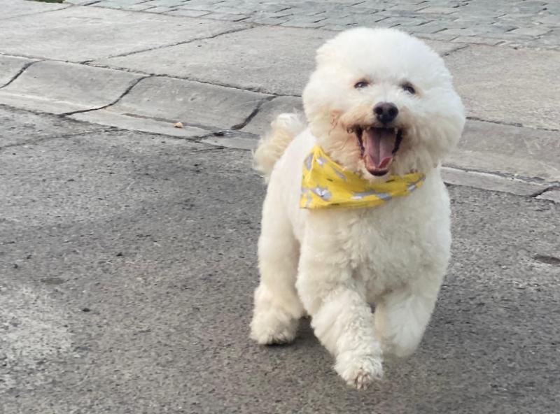 T13 - "Te amamos hasta la eternidad”: Gianfranco Marcone despide con emoción a su compañero peludo tras 15 años juntos | RRSS