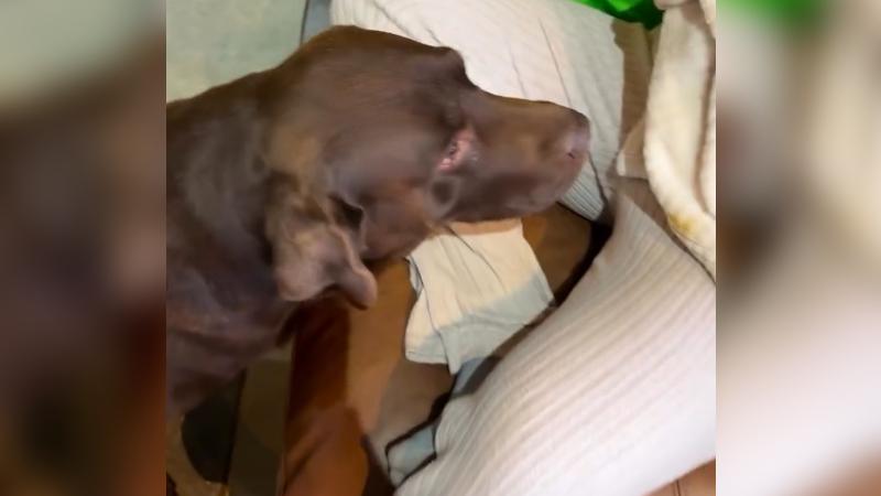 Instagram/pangalandrade - Bagual, la mascota de Pangal, conoció a Alanna