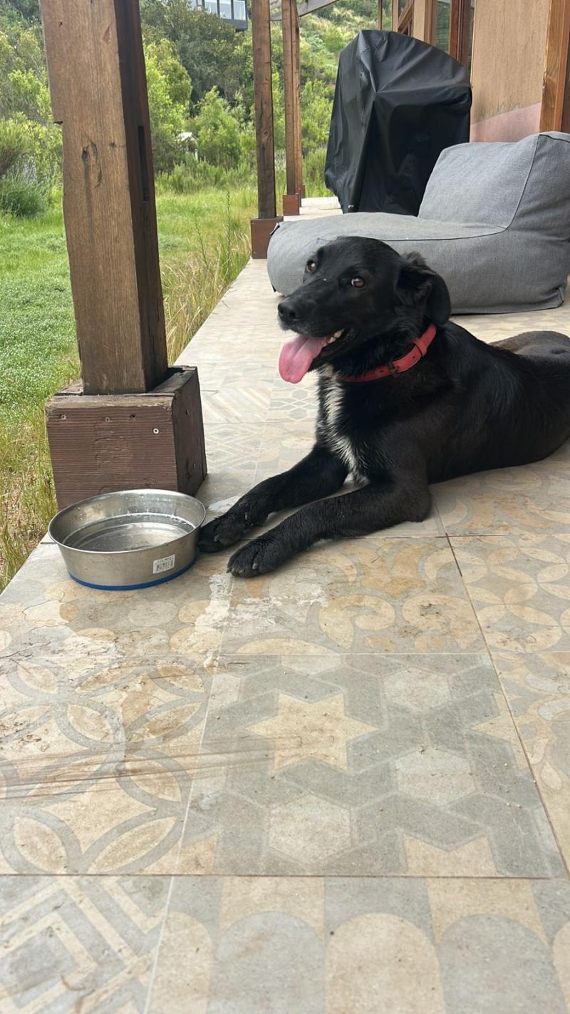 Ofrecen un millón de recompensa: Buscan a perrita mestiza que escapó de casa en Maitencillo