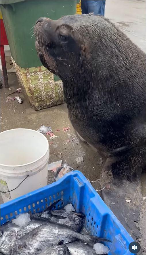 Ben, el lobo marino que no roba pescados - IG Mario Mayora