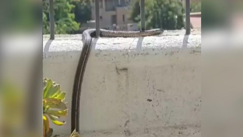 Tu Día - Mujer se llevó tremendo susto al encontrar culebra en su patio en Macul