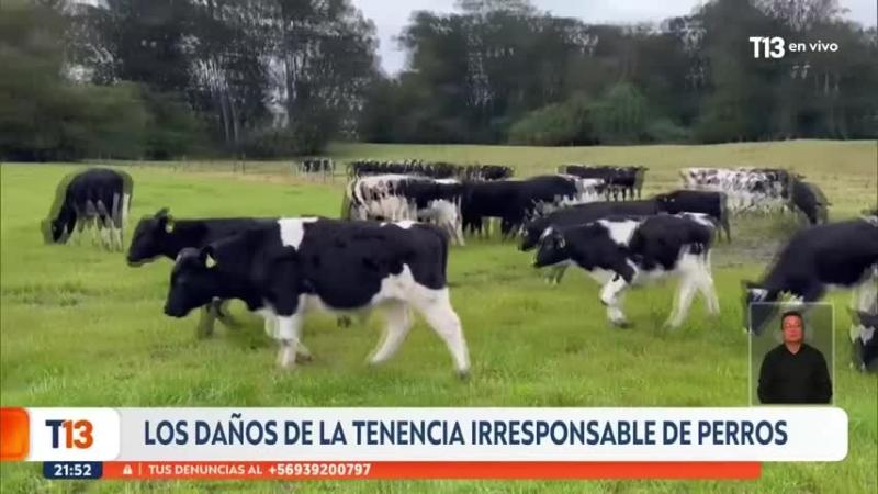 Ataques de perros generan alarma en Osorno: Acusan tenencia irresponsable | T13