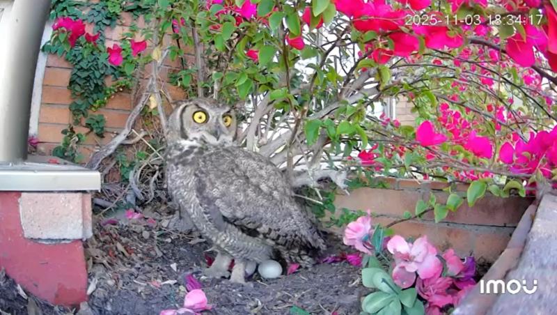 Gentileza - Pareja de búhos llegó al balcón de una casa en Santiago