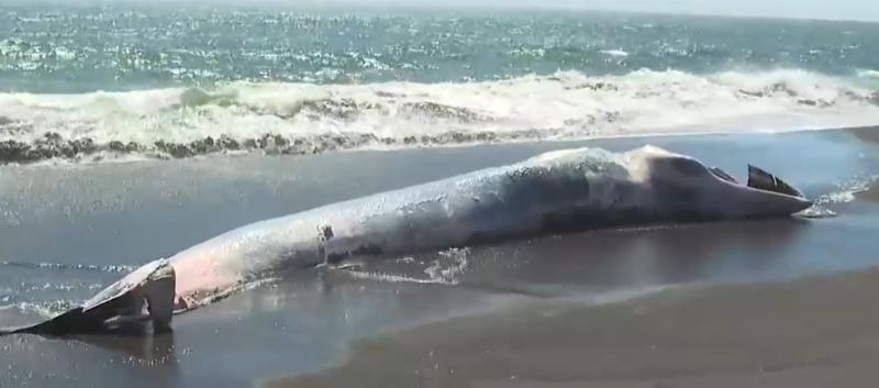 Encuentran muerta a ballena de más de 5 metros - T13