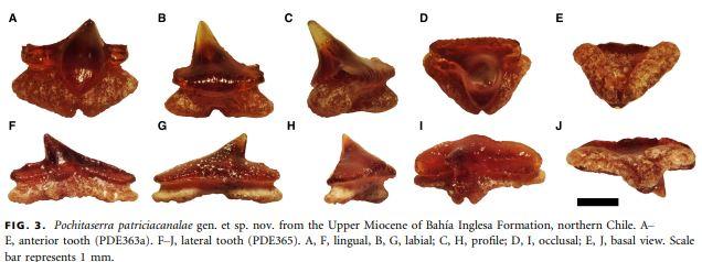 Dientes del pochitaserra - PAPERS IN PALAEONTOLOGY