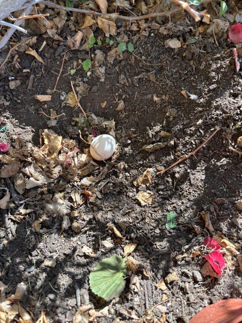 Gentileza - Pareja de búhos llegó al balcón de una casa en Santiago