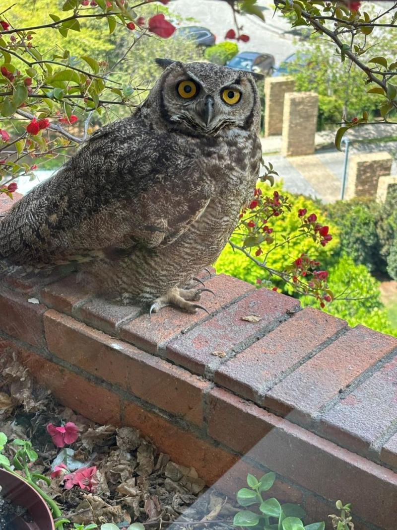 Gentileza - Pareja de búhos llegó al balcón de una casa en Santiago
