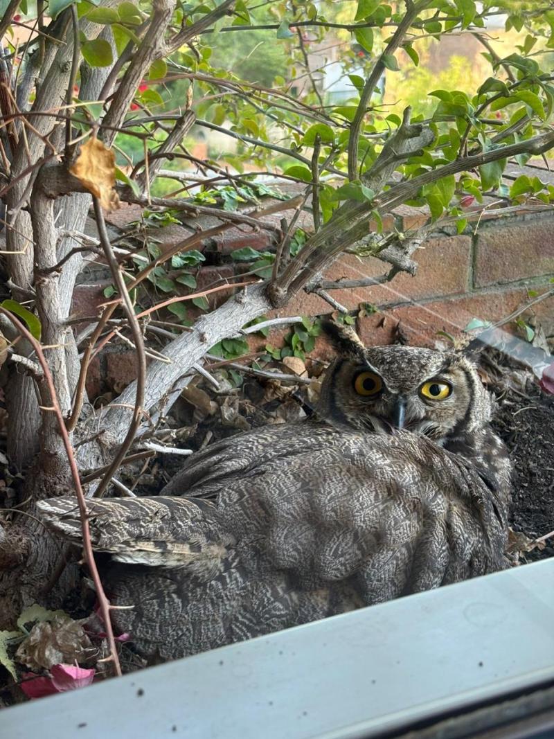 Gentileza - Pareja de búhos llegó al balcón de una casa en Santiago