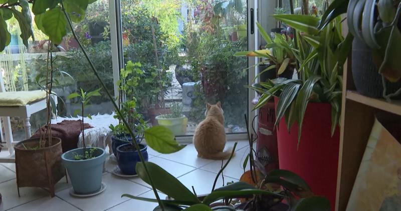 AFP - Remi, el gato que cumple "arresto domiciliario" en Francia