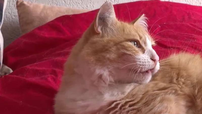 AFP - Remi, el gato que cumple "arresto domiciliario"