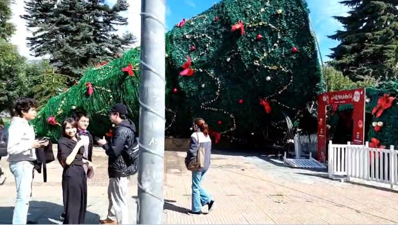 Árbol caído en Coyhaique
