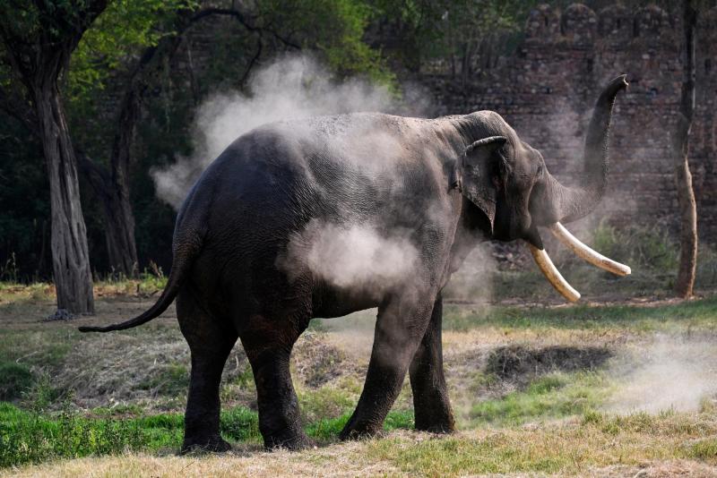 Elefantes indios - AFP