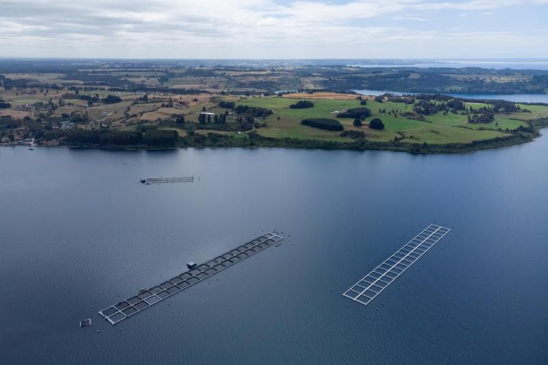 El artículo de The Guardian sobre la industria del salmón - Agencia Uno