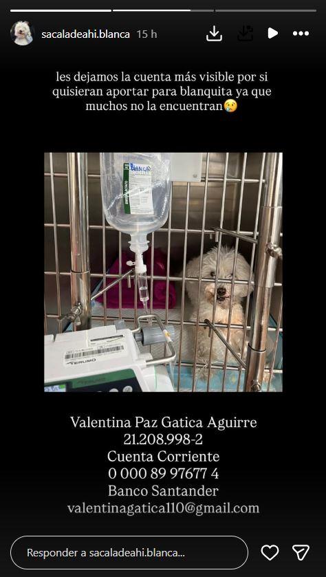 Captura - El complicado presente de la perrita viral, 'Blanca'