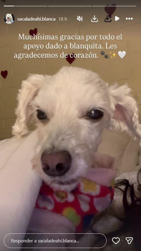 Captura - El delicado estado de salud de la perrita viral 'Blanca'
