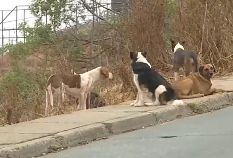 Mujer de 65 años fue atacada por una jauría en Valparaíso - T13