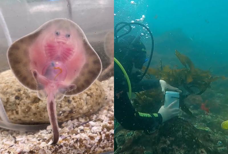 Quién es Camila Montt, bióloga marina que rescató más de 100 rayas en Valparaíso: "La gente no protege lo que no conoce" - Instagram unabitacoramarina