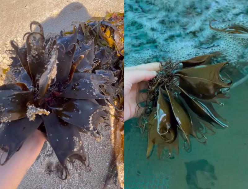Quién es Camila Montt, bióloga marina que rescató más de 100 rayas en Valparaíso: "La gente no protege lo que no conoce" - Instagram unabitacoramarina