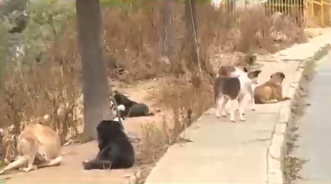 Tu Día - Mujer fue atacada por jauría de perros en Valparaíso