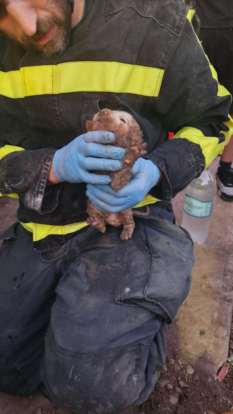 Bomberos - Cachorro resctado en Estación Central
