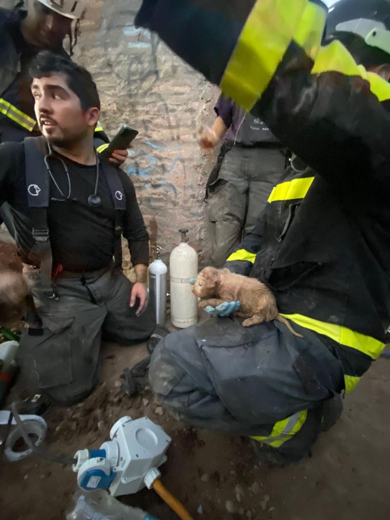 Bomberos - Cachorro resctado en Estación Central