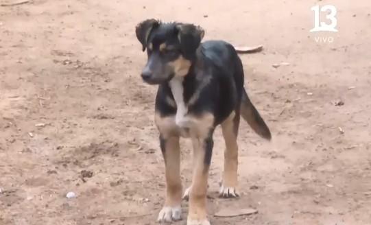 T13 - Perros y gatos bebés: Encuentran animales abandonados tras incendio en Melipilla