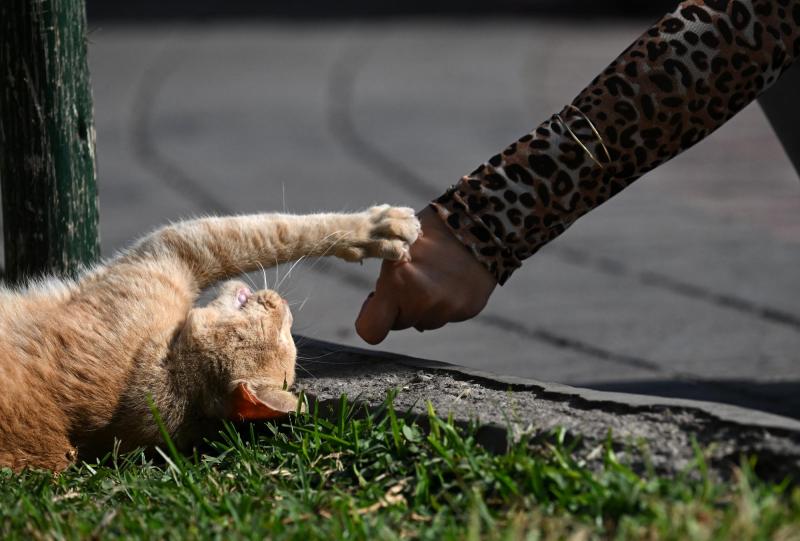 AFP (Referencial) - Puede ser mortal: Alerta por aumento de casos de contagioso virus que afecta a gatos
