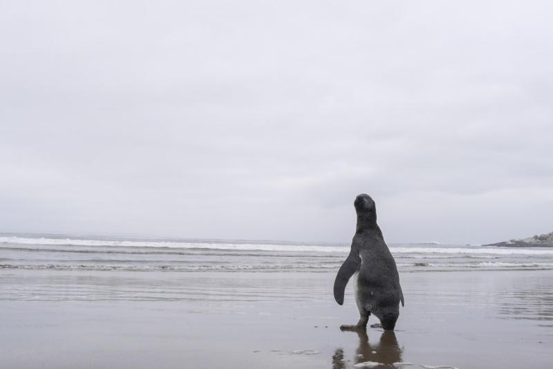 Agencia UNO - Pingüino de Humboldt podría ser Monumento Natural de Chile | T13