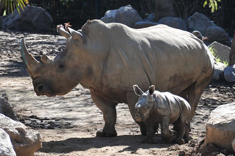 Agencia Uno - Buin Zoo