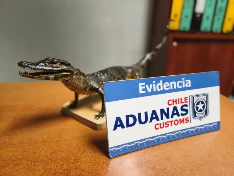 Cedida - Identifican a pasajera que intentó ingresar un yacaré disecado