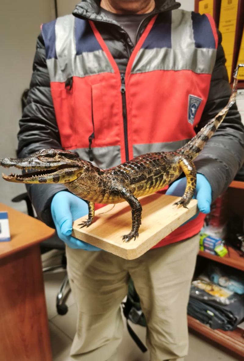 Cedida - Identifican a pasajera que intentó ingresar un yacaré disecado