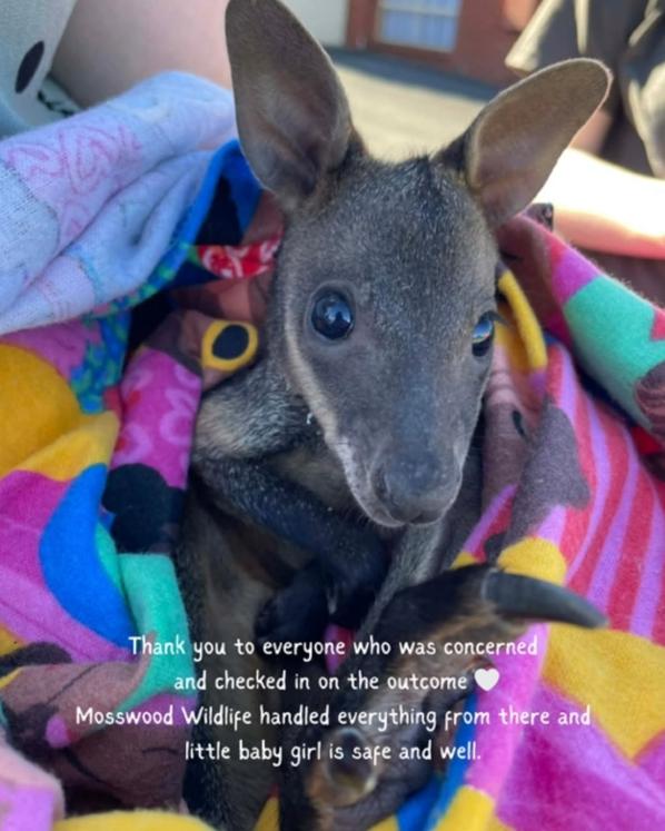Mujer graba momento exacto en que una mamá canguro pierde a su cría en un barrio australiano - Instagram tracy_mckendry13