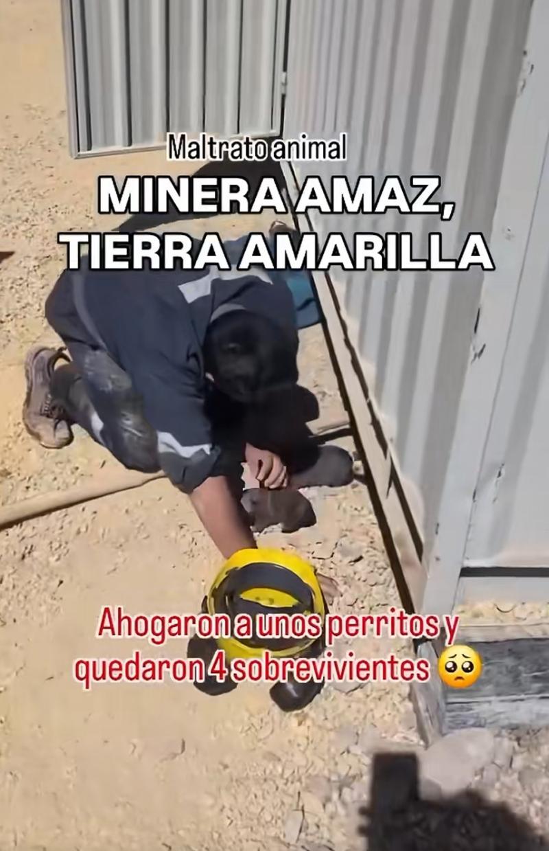 TikTok/@Proyectobenelaserena - Denuncian maltrato animal contra cachorros en Atacama