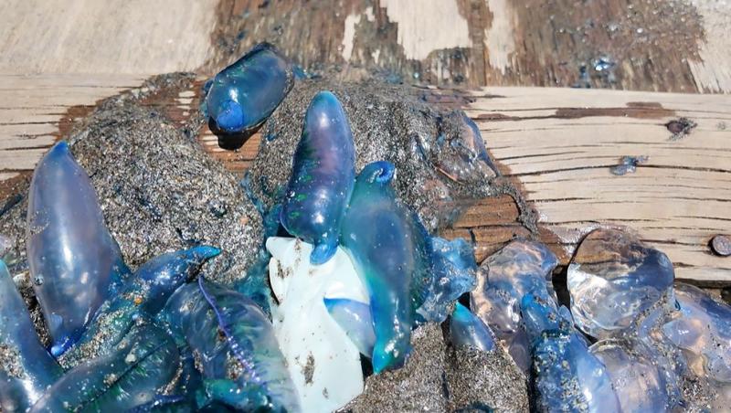 Hacen retiro de fragata portuguesa en El Tabo - Cedida