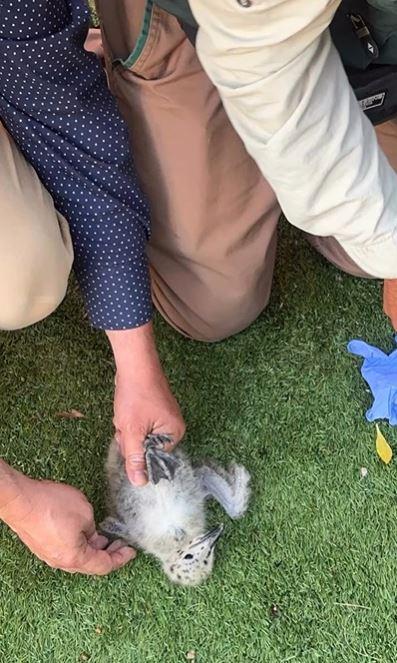 @pets_maitencillo - Sujetos lanzaron polluelos al vacío