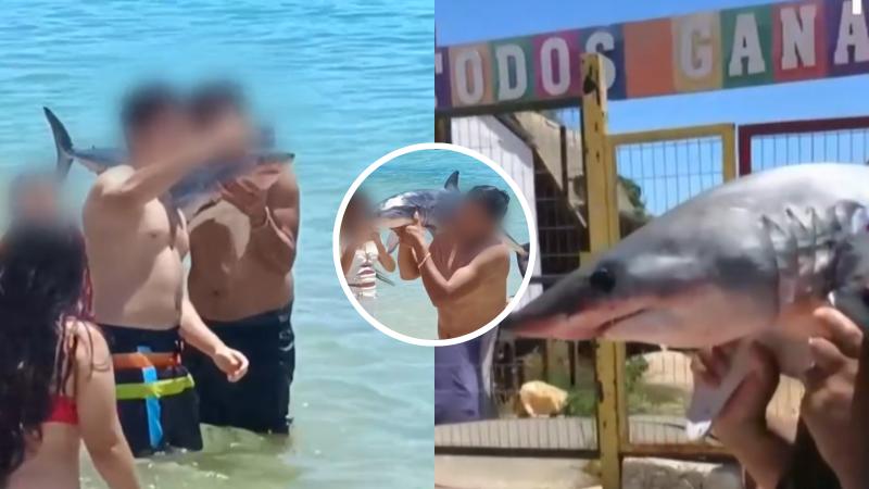 LTN - Indignación en El Quisco: Veraneantes sacaron tiburón del mar para pasearse y tomarse fotos con él