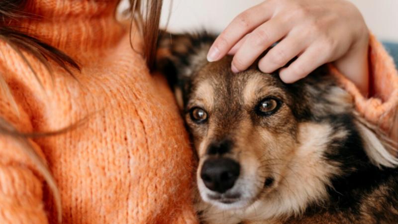 Duelo de mascota puede ser tan profundo como el de un familiar - referencial freepik
