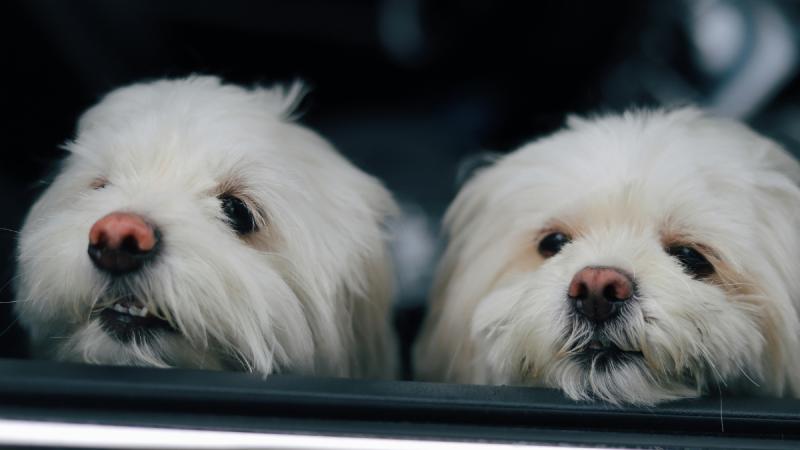 Revelan los 10 nombres de mascotas más inscritos - pexels