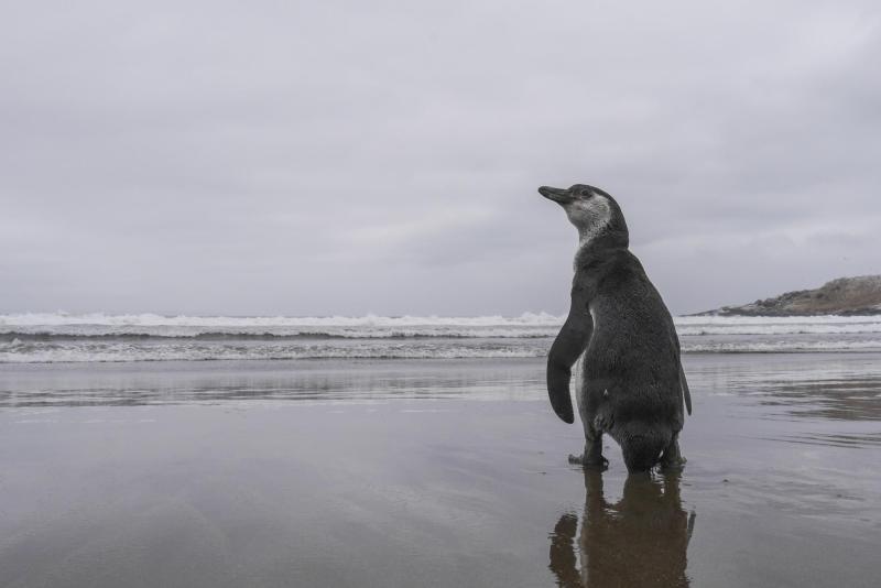 Declaran al pingüino de Humboldt como Monumento Natural: ¿qué implica esta categoría? - Agencia Uno
