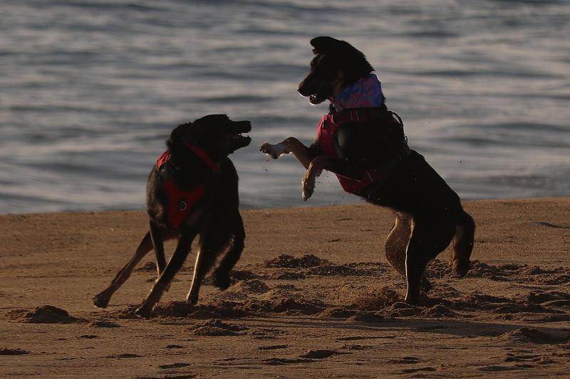 Alerta por altas temperaturas extremas: ¿Cómo proteger a las mascotas del calor? - Agencia Uno