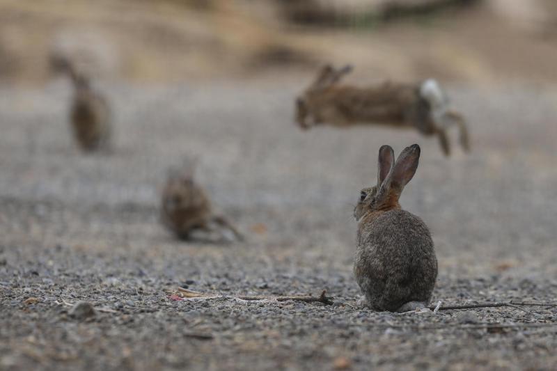Plaga de conejos invade terreno en Las Condes: el debate entre su encantadora apariencia y el riesgo ambiental - Agencia Uno
