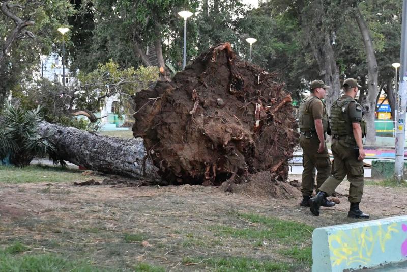 Agencia UNO - Experta advierte por estado de árboles en Valparaíso | T13