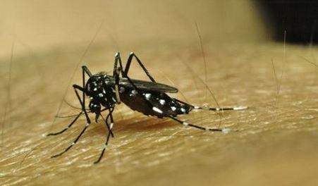 Aton - Mosquito transmisor del dengue