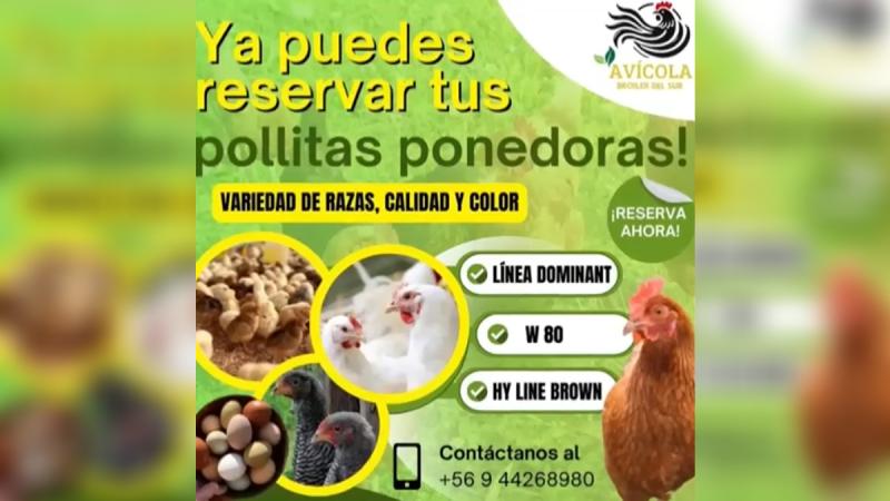 La Tarde es Nuestra - Denuncian presunta estafa por venta de pollitas ponedoras