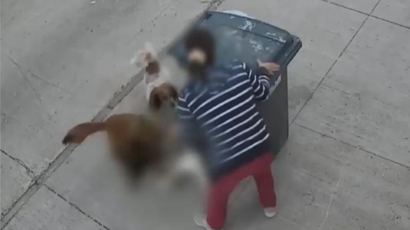 La Tarde es Nuestra - Denuncian a mujer por maltrato animal tras arrojar perro al basurero