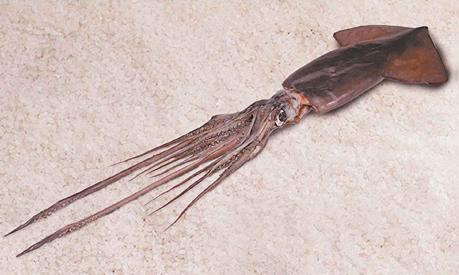 T13 - (Una jibia) Flotas chinas en el Pacífico Sur: Operación sobre límite de las 200 millas reabre debate por la jibia y la regulación chilena | Subsecretaría de Pesca - Gob. de Chile