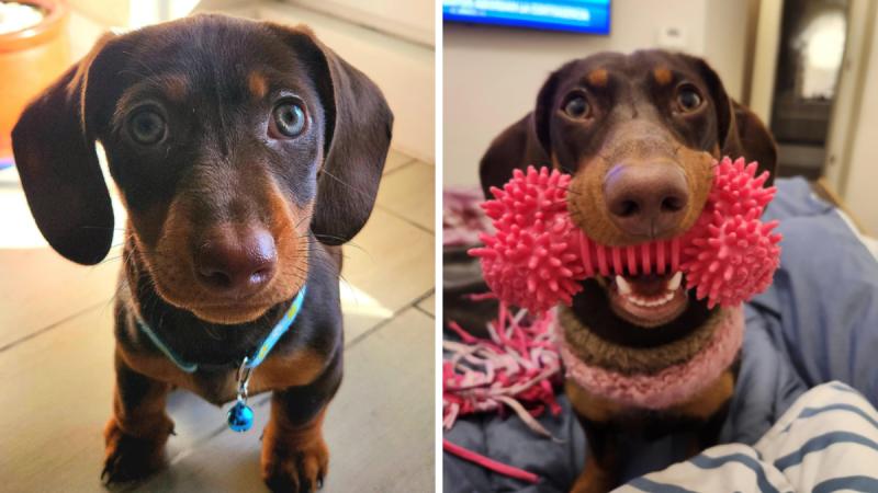 Las denuncias contra la clínica veterinaria de 'Lindorfo' Jiménez - TikTok @solaberest