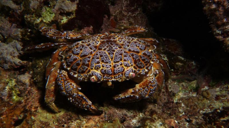 Influencer culinaria muere tras comer un cangrejo venenoso - iNaturalist