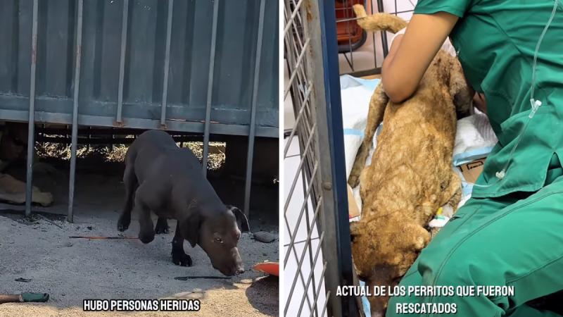 Así fue el rescate de los perritos lesionados por explosión en Renca - Instagram