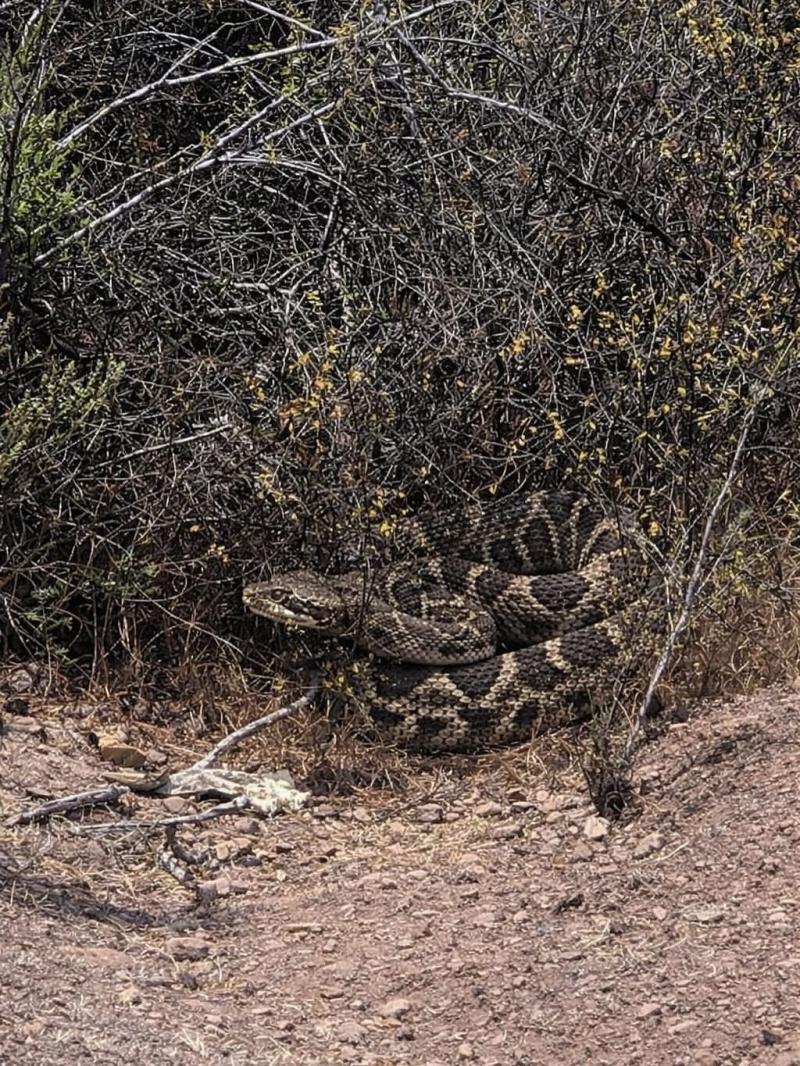 Reportan presencia de serpiente de cascabel en San Antonio - Cedida